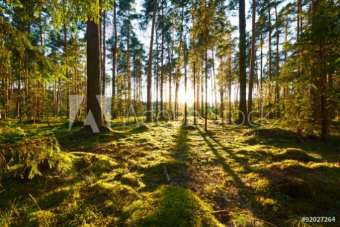 Picture of Sunrise in pine forest